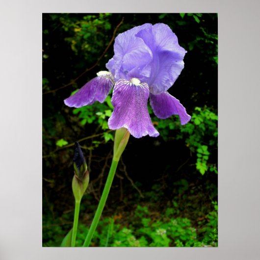 紫虹彩 ポスター (正面)