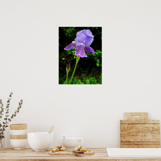 紫虹彩 ポスター (キッチン)