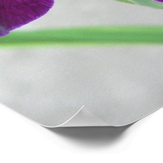 紫虹彩 ポスター (角)