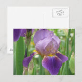 紫虹彩 ポストカード (正面/裏面)