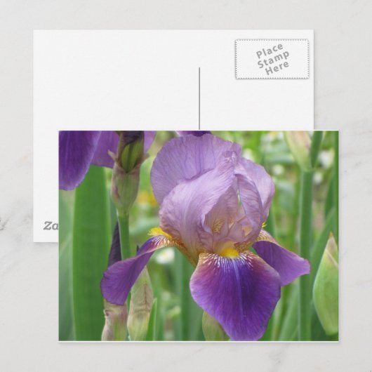 紫虹彩 ポストカード (正面/裏面)