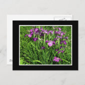 紫虹彩 ポストカード (正面/裏面)