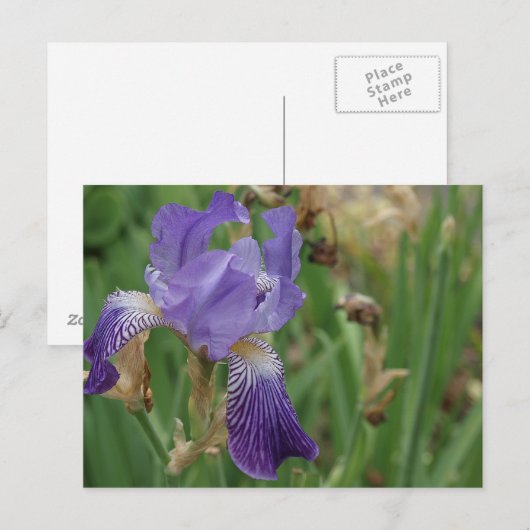 紫虹彩 ポストカード (正面/裏面)