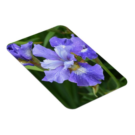 紫虹彩 マグネット (右側)