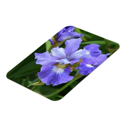 紫虹彩 マグネット (左側)