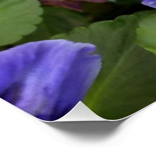 紫衣 ポスター (コーナー)