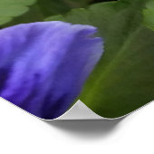 紫衣 ポスター (角)