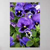 紫衣 ポスター (正面)