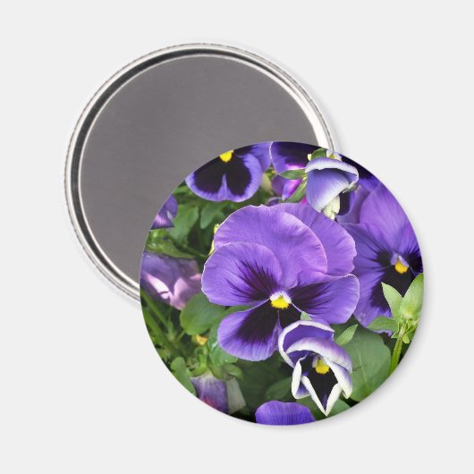 紫衣 マグネット (正面/裏面)