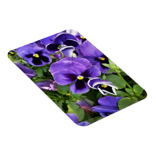 紫衣 マグネット (右側)