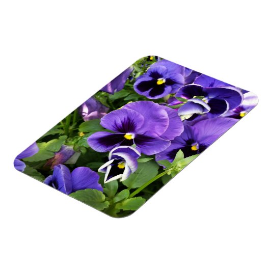 紫衣 マグネット (左側)