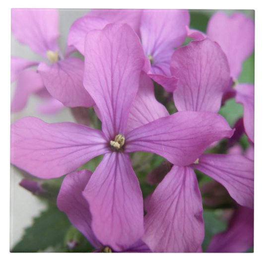 紫野花タイル タイル (正面)