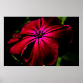 紫野花ワプカン ポスター (正面)