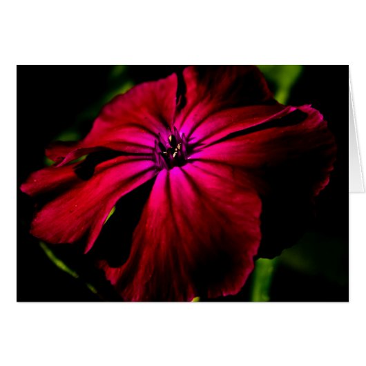 紫野花 (正面横)