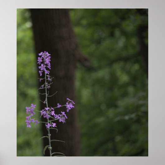 紫野花 ポスター (正面)