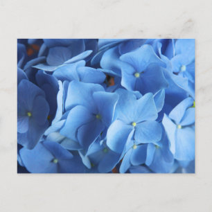 紫陽花の写真撮影はがき ポストカード