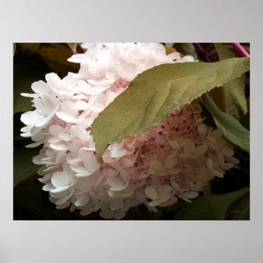 紫陽花の写真 ポスター (正面)