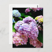 紫陽花の庭、ピンク、青、紫の花 ポストカード (正面/裏面)