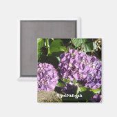 紫陽花の様々な紫色 マグネット (正面/裏面)