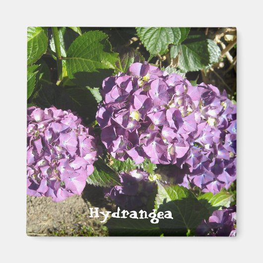 紫陽花の様々な紫色 マグネット (正面)
