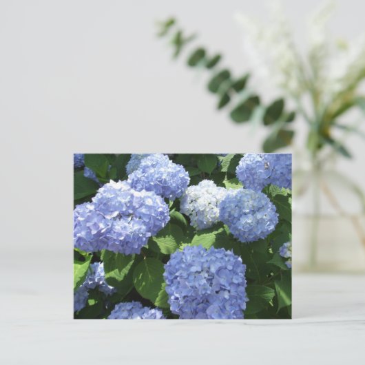 紫陽花の花が美しい庭の写真 ポストカード (スタンド正面)
