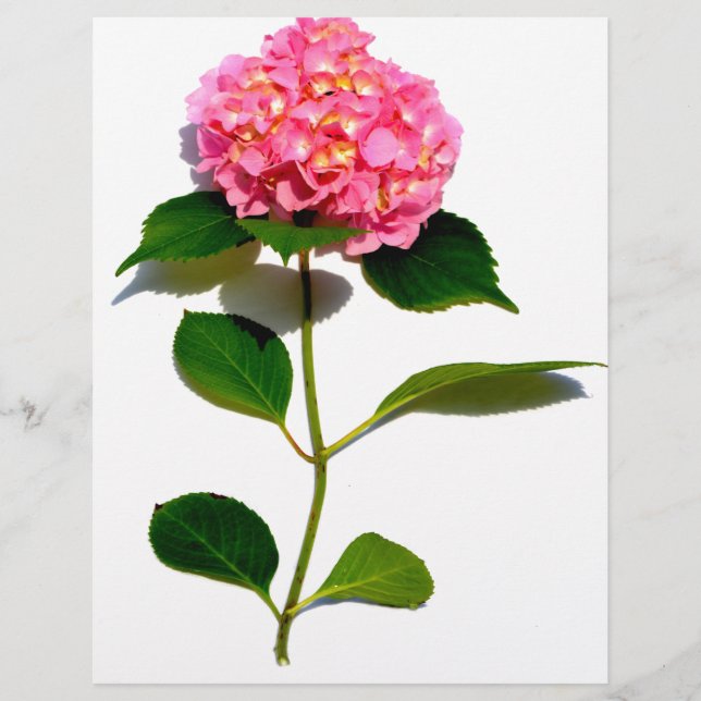 紫陽花ピンクフローラピンク花 (正面)