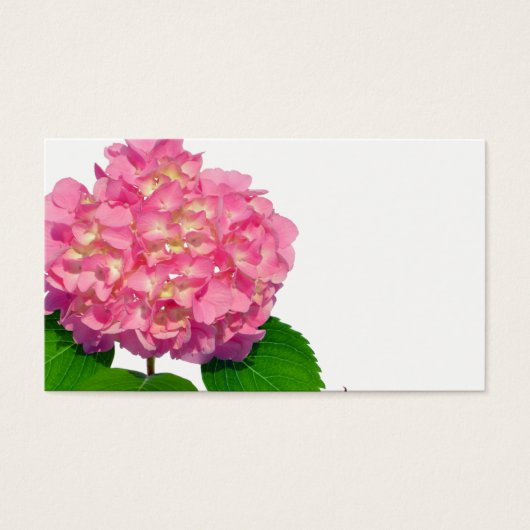 紫陽花ピンクフローラピンク花 (正面)