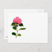 紫陽花ピンクフローラピンク花 ポストカード (正面/裏面)