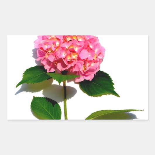 紫陽花ピンクフローラピンク花 長方形シール (正面)