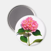 紫陽花ピンクフローラ マグネット (正面/裏面)