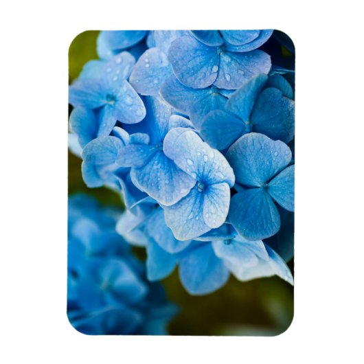 紫陽花マグネット(青) マグネット (縦)