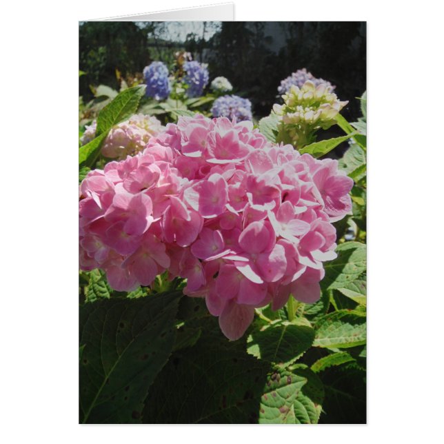 紫陽花 (正面)
