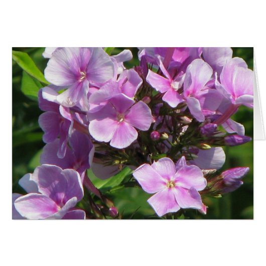 紫陽花 (正面横)