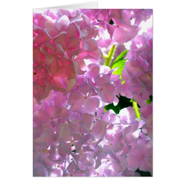 紫陽花、ピンク色の花 (正面)