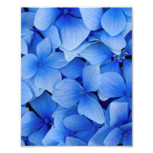 紫陽花 フォトプリント