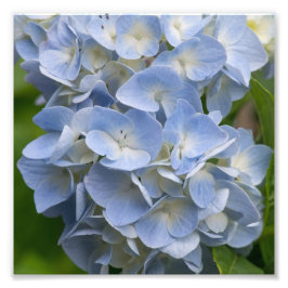 紫陽花 フォトプリント