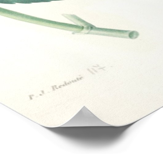 紫陽花 ポスター (角)