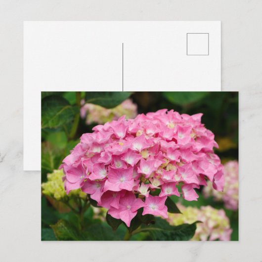 紫陽花 ポストカード (正面/裏面)