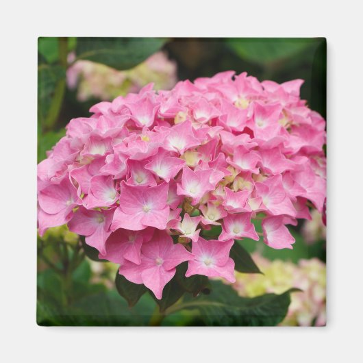 紫陽花 マグネット (正面)