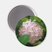 紫陽花 マグネット (正面/裏面)