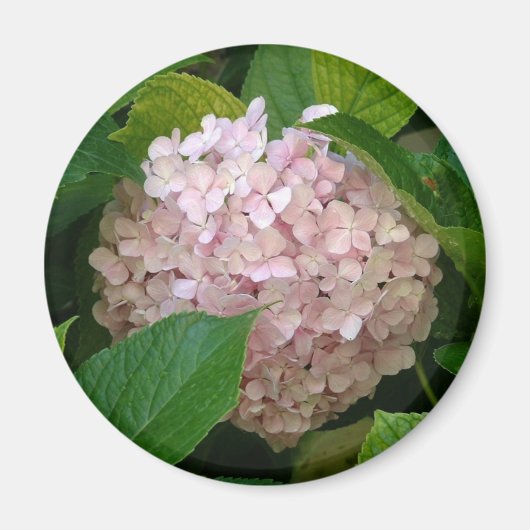 紫陽花 マグネット (正面)