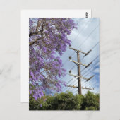 紫青ジャカランダ ポストカード (正面/裏面)