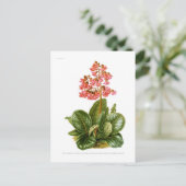 紫香料 ポストカード (スタンド正面)