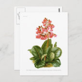 紫香料 ポストカード (正面/裏面)