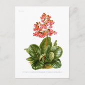 紫香料 ポストカード (正面)