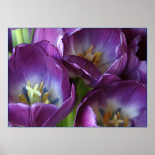 紫鮮やかチューリップ ポスター (正面)