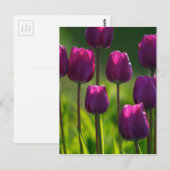 紫鮮やかチューリップ ポストカード (正面/裏面)