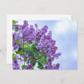 紫鮮やか薄紫花 ポストカード (正面/裏面)