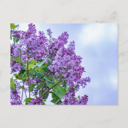 紫鮮やか薄紫花 ポストカード (正面)
