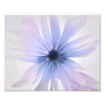 紫、ピンク、グレーのデイジー